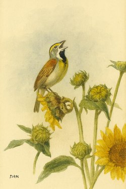 Dickcissel