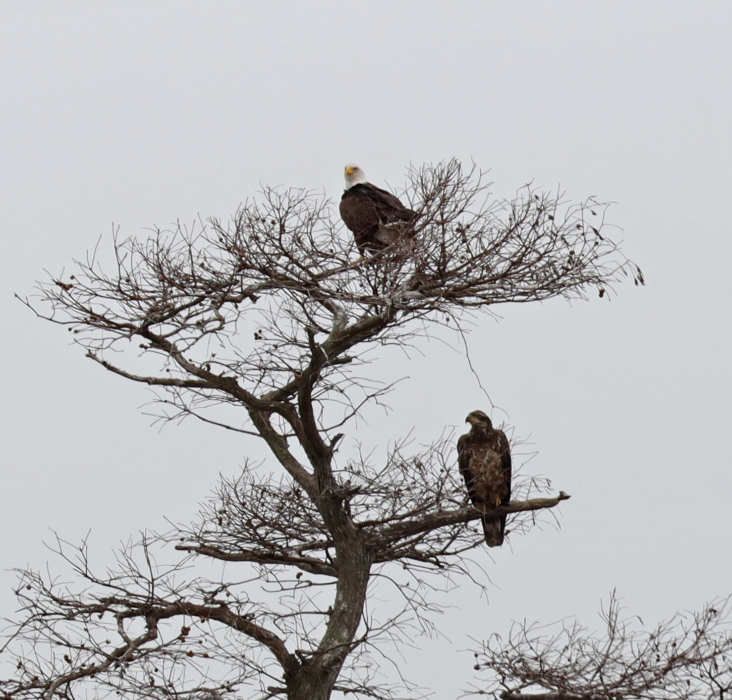 Adult and younger Bald Eagles perched in a leafless tree