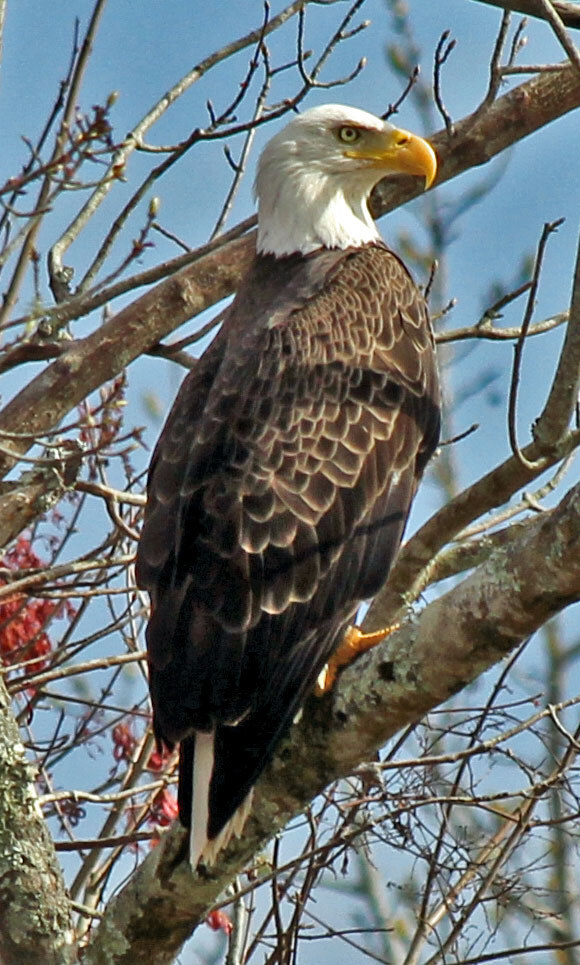 Adult Bald Eagle perched among bare branches against a blue sky