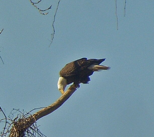 Adult Bald Eagle leaning down from a branch beside the Mississippi River