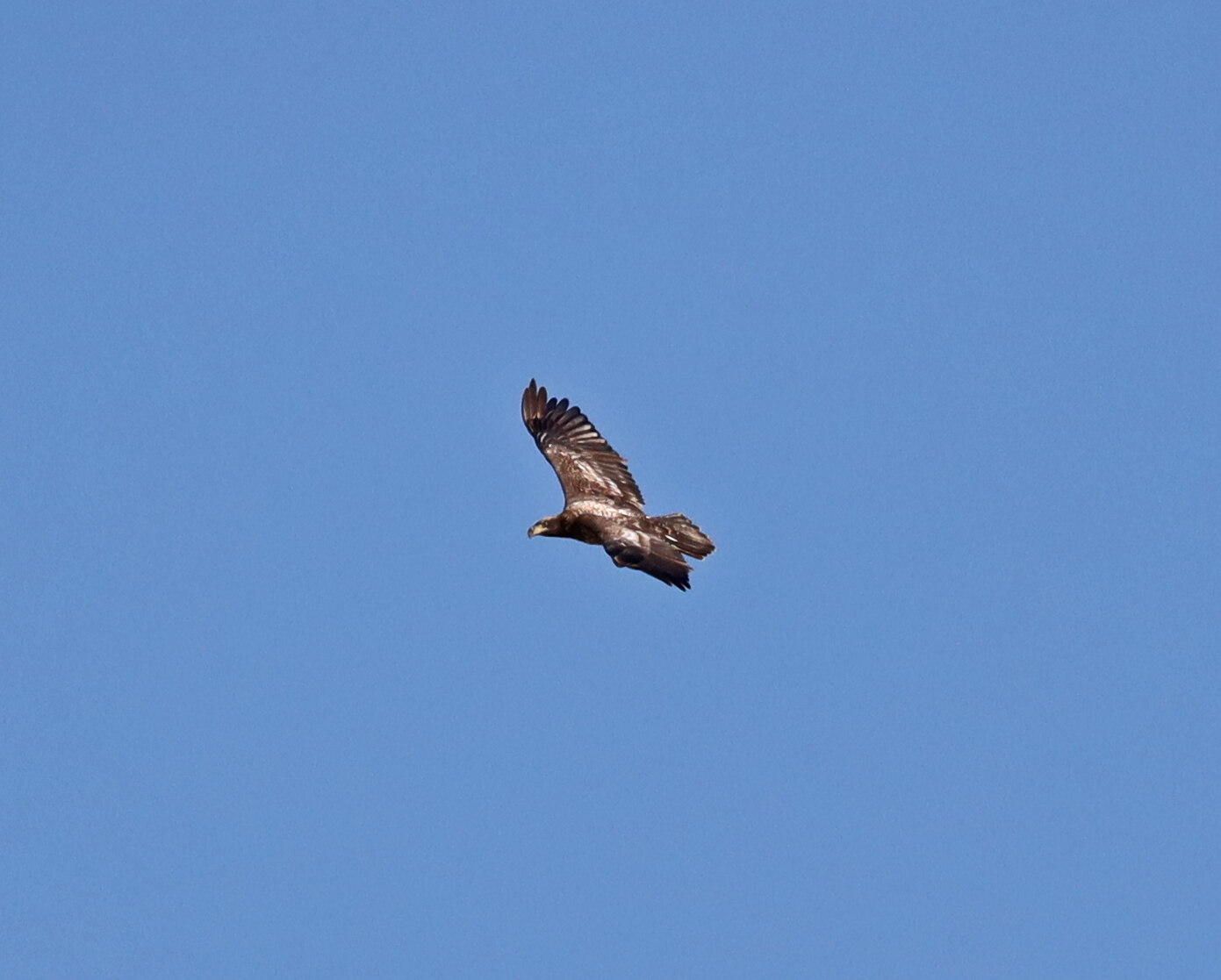 Subadult Bald Eagle flying against a blue sky
