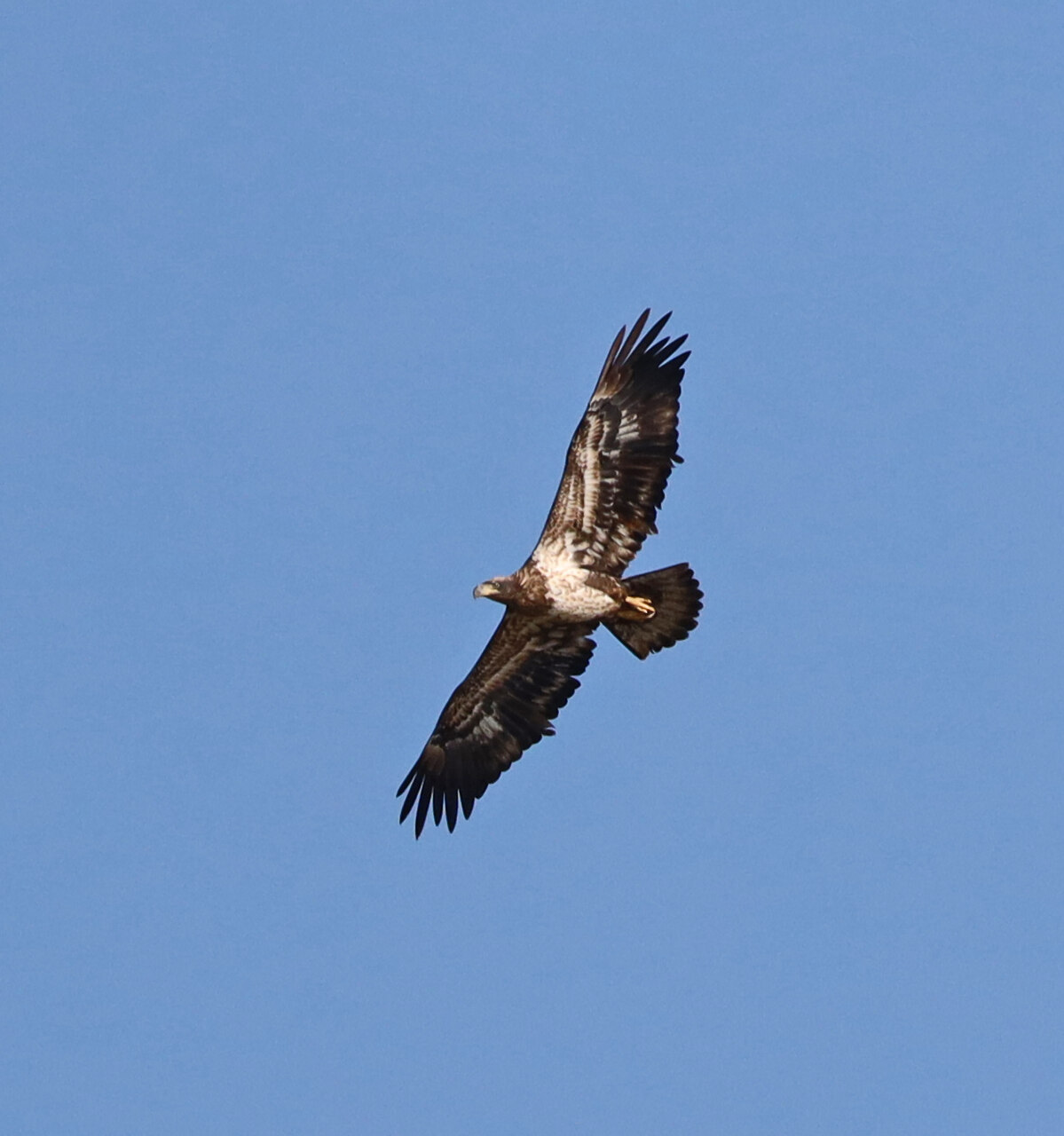 A second subadult Bald Eagle soaring with wings spread against a blue sky