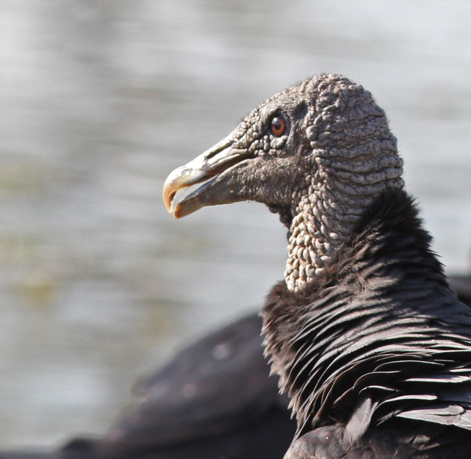 Close portrait of a Black Vulture showing its wrinkled gray head, dark eye, and hooked bill
