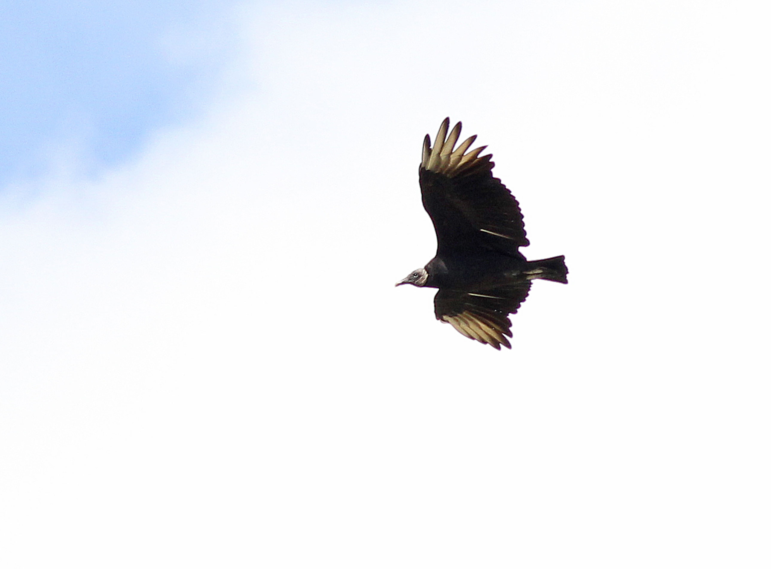 Black Vulture in flight against a pale sky with light feathers visible near the tips of both wings