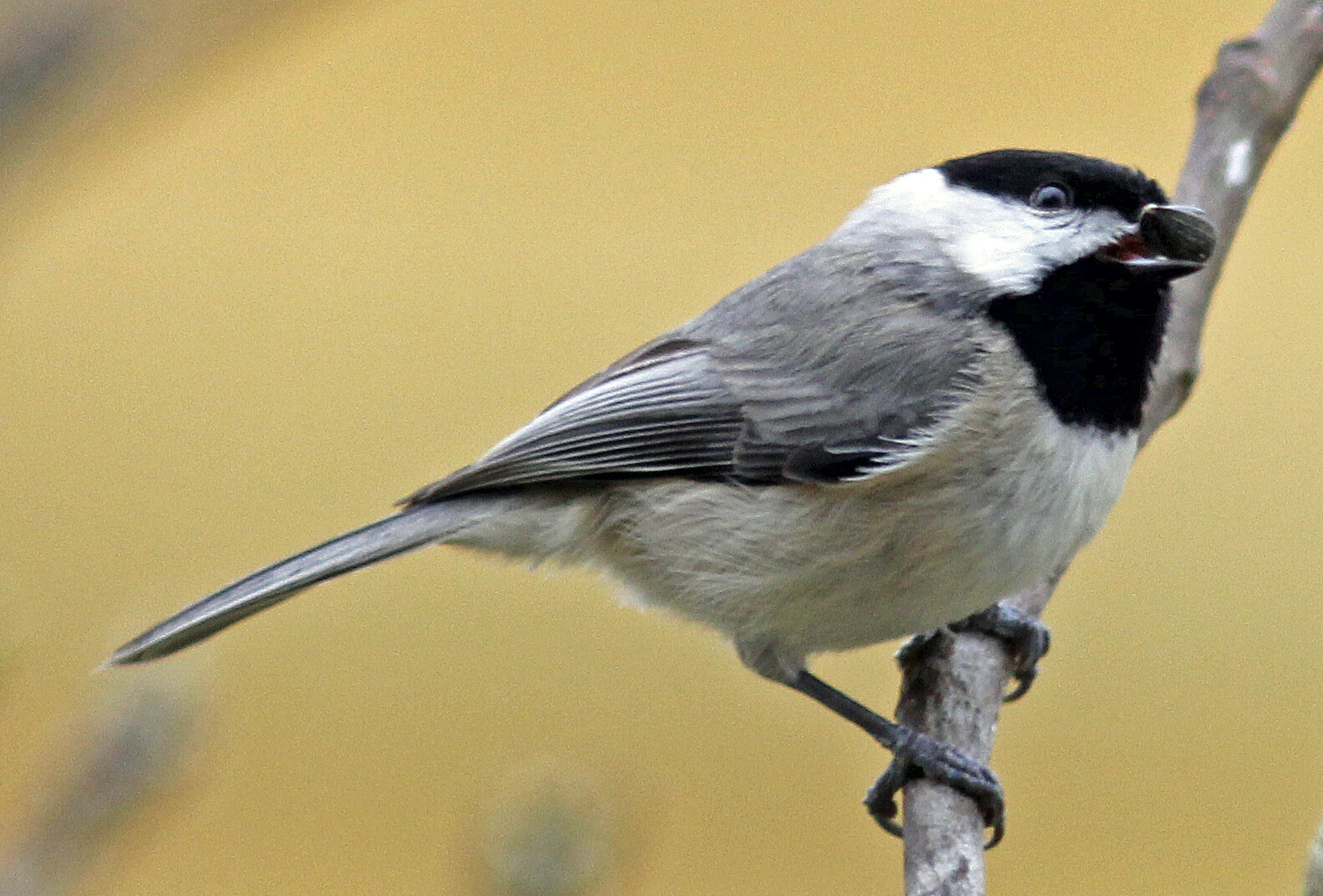 Carolina Chickadee perched on a twig with a black oil sunflower seed held in its bill