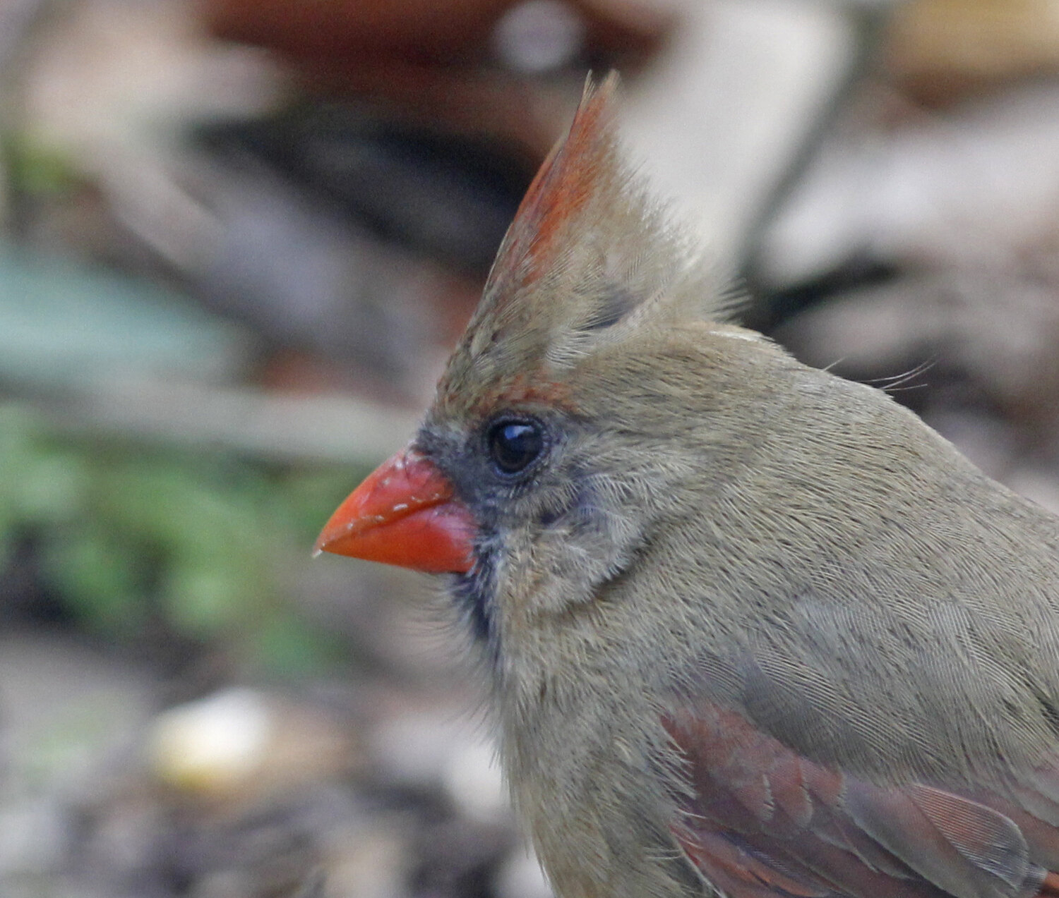 Adult male Northern Cardinal held carefully during bird banding, showing its thick orange-red bill