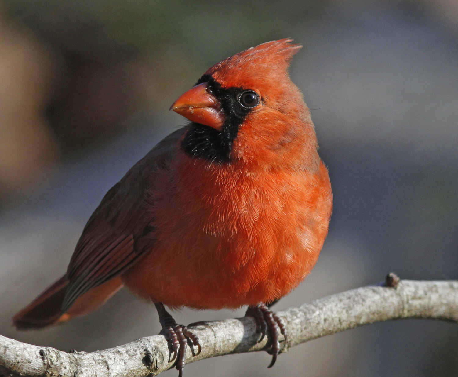 Adult female Northern Cardinal in profile with a reddish crest, warm brown plumage and red-orange bill