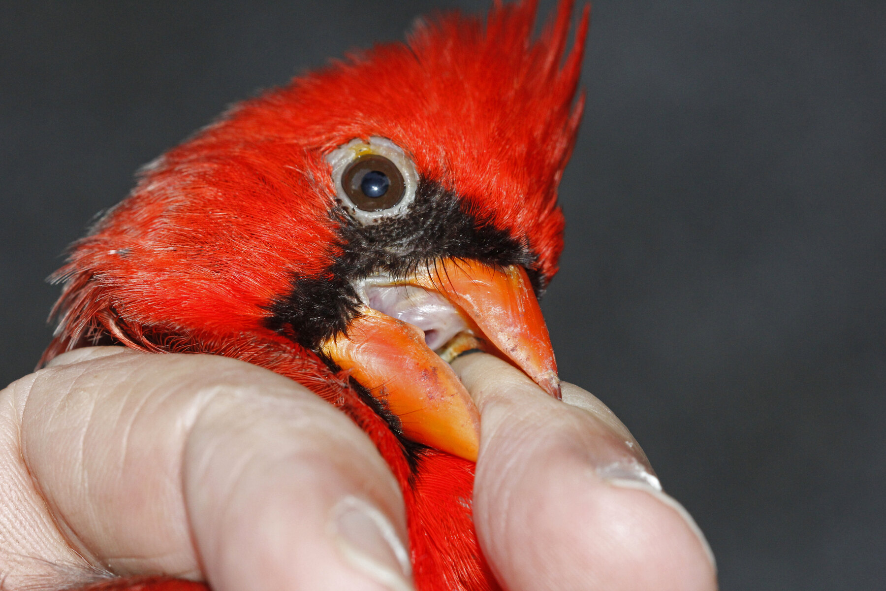 Adult male Northern Cardinal perched on a branch