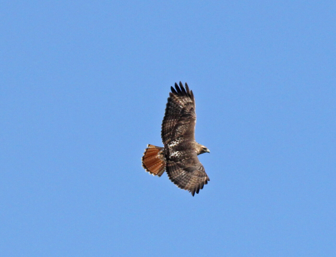 Adult Red-tailed Hawk banking in flight with its reddish tail spread like a fan