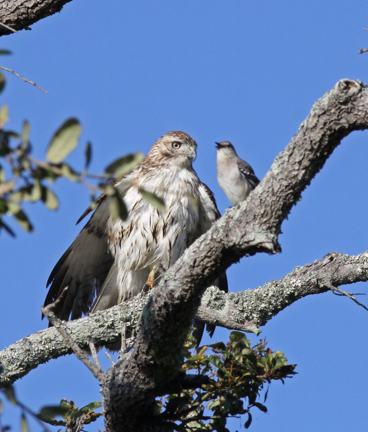 Young Red-tailed Hawk perched in a live oak while a Northern Mockingbird stands behind it and calls