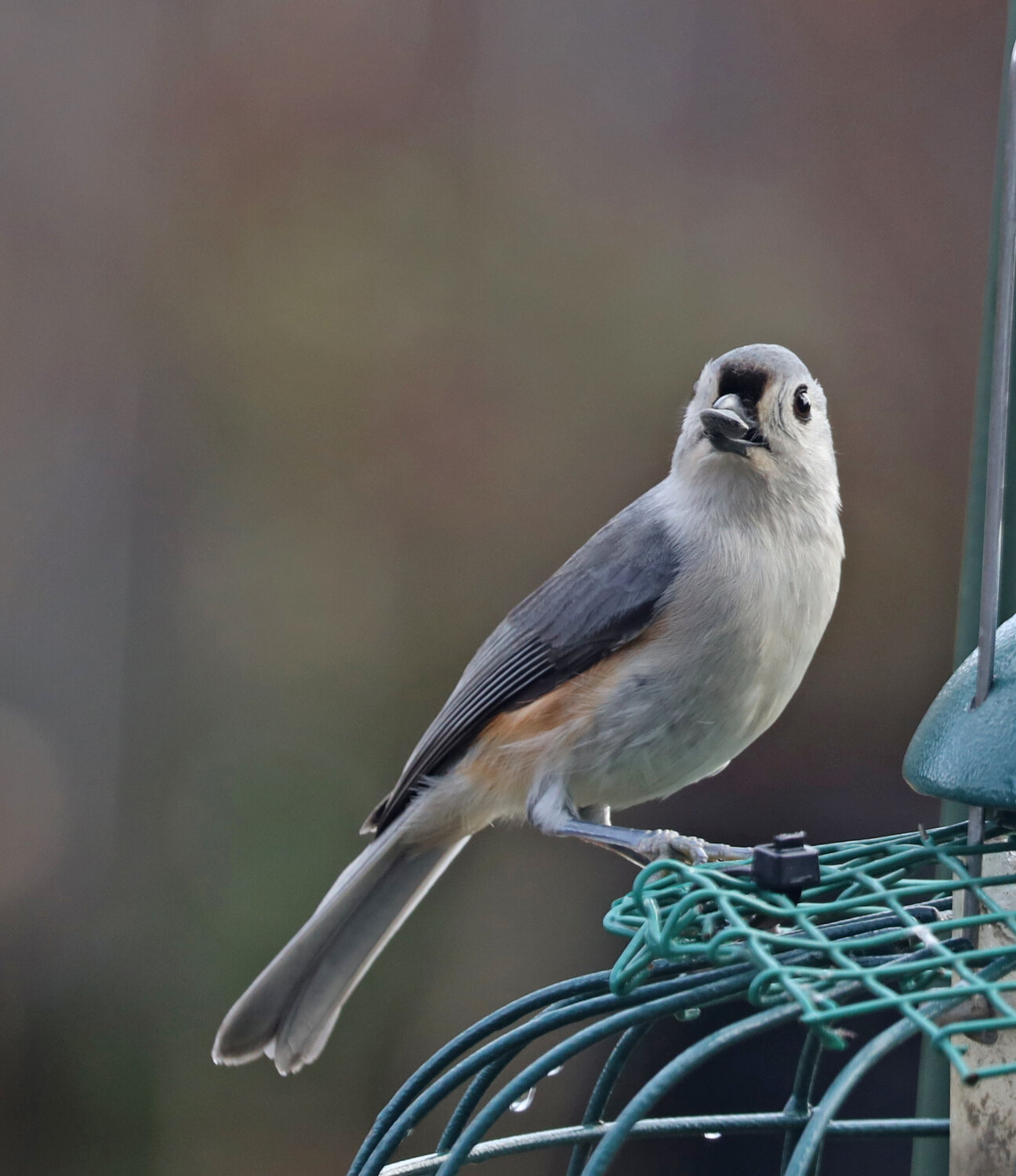 Tufted Titmouse perched beside a backyard feeder and looking toward the camera