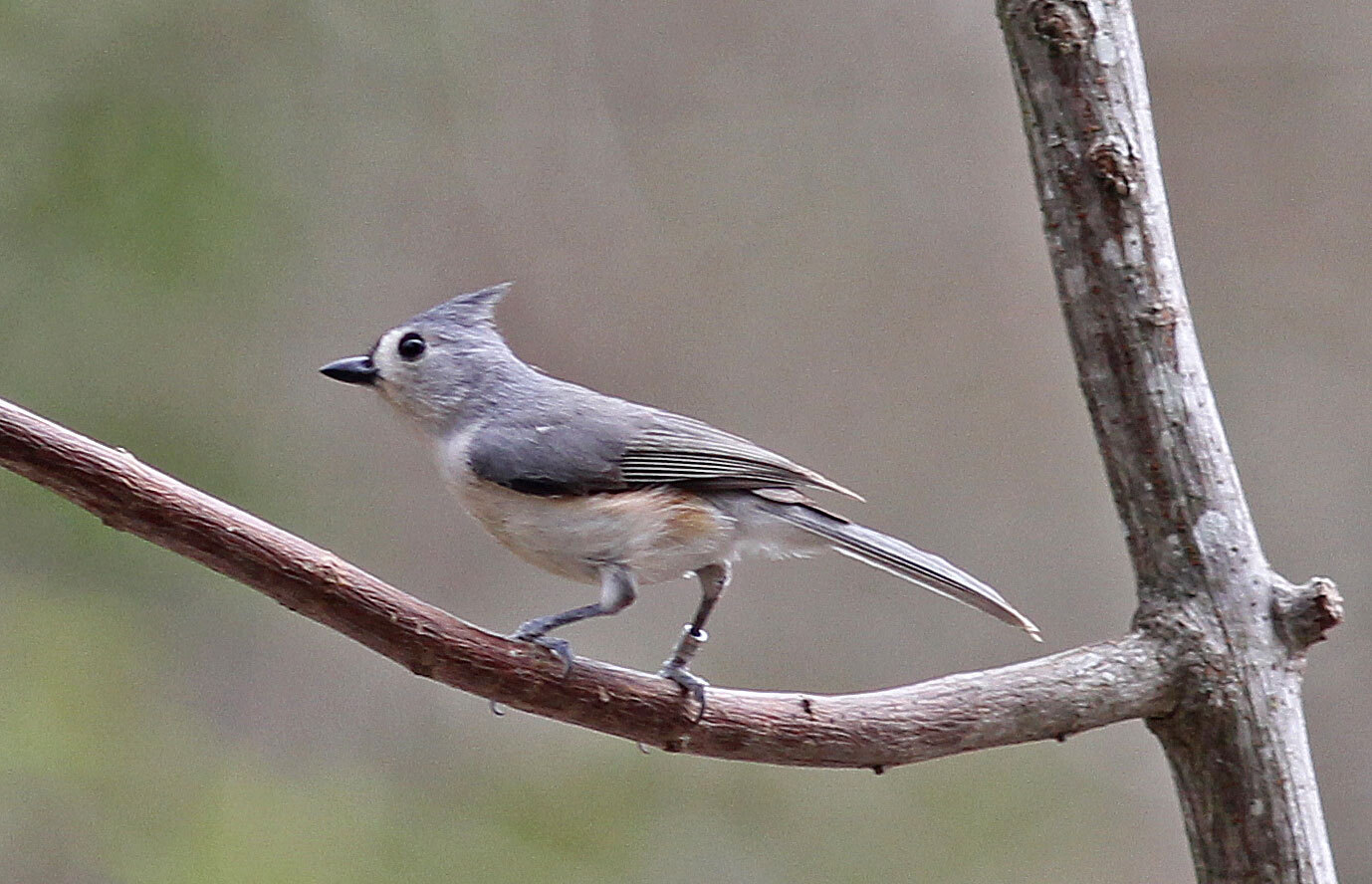 Tufted Titmouse showing its pointed crest and peach-colored flank