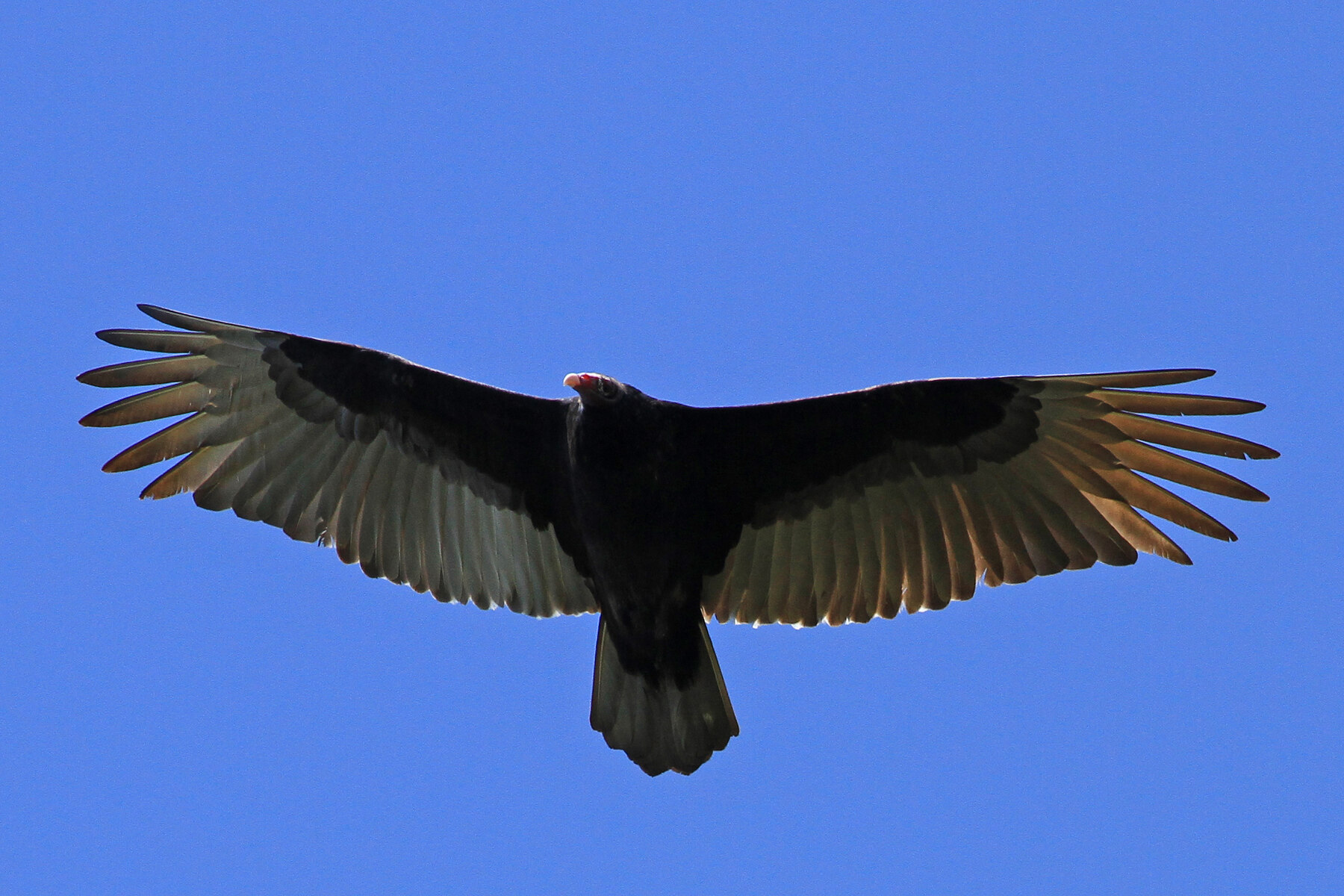 Adult Turkey Vulture soaring against a blue sky
