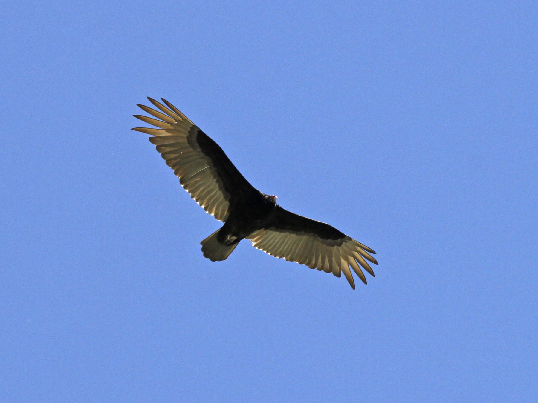 Subadult Turkey Vulture soaring against a clear blue sky, showing its dark head