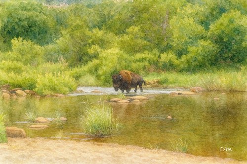 Bison Copy