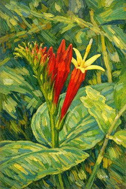 Indianpinkroot