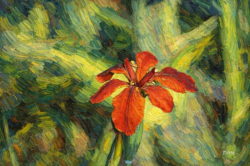 Iris2