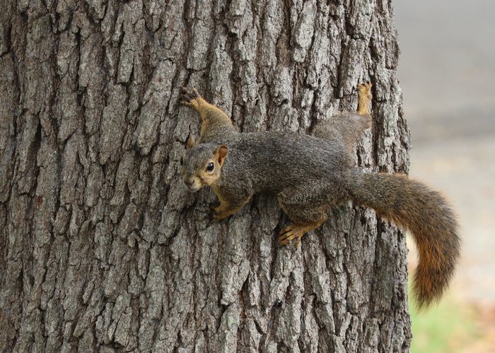 Well-fed squirrel clinging to a tree trunk