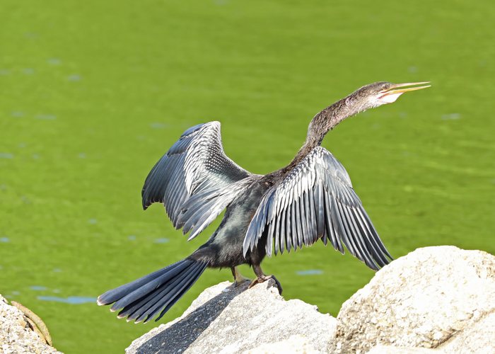 Anhinga with wings spread