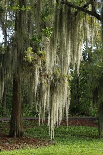 Spanish moss hanging from trees
