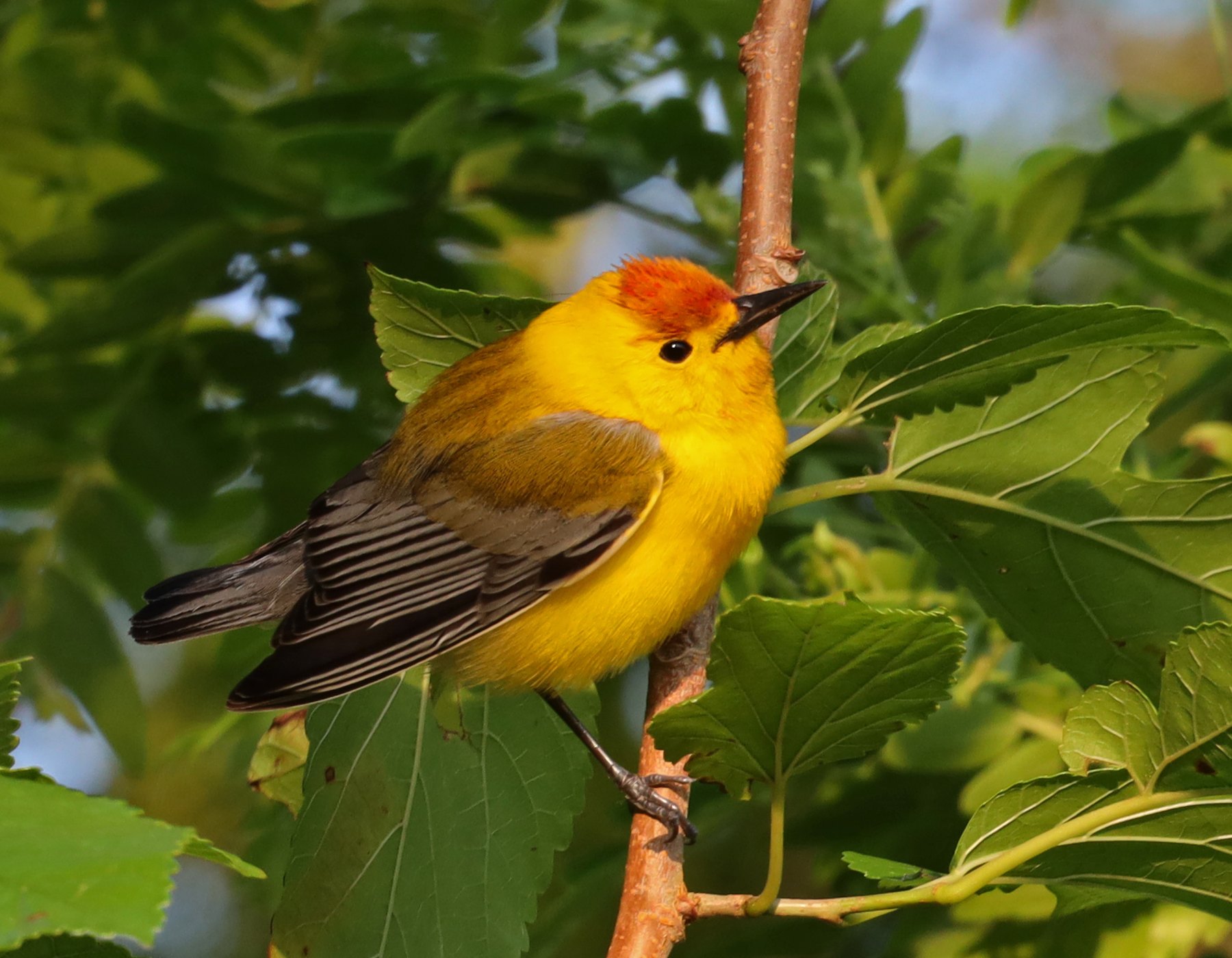 Prothonotary Warbler photographed at Peveto Woods