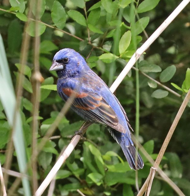 Blue Grosbeak at Peveto Woods