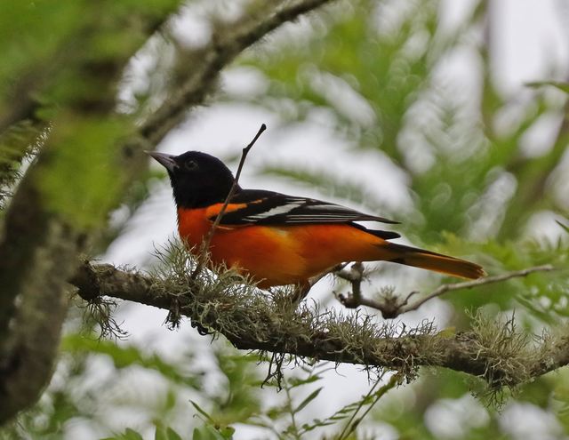 Baltimore Oriole at Peveto Woods