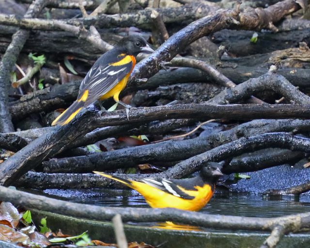 Baltimore Oriole at Peveto Woods