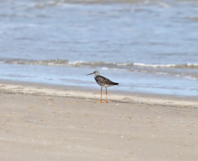 Greater Yellowlegs at Peveto Woods