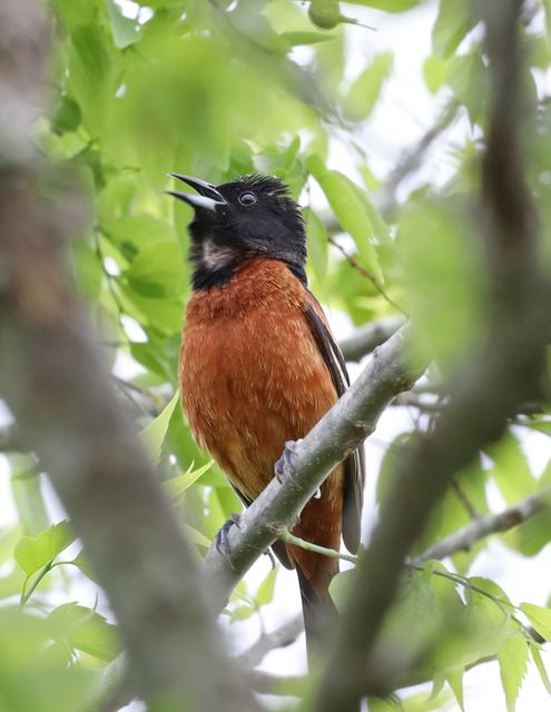 Orchard Oriole at Peveto Woods