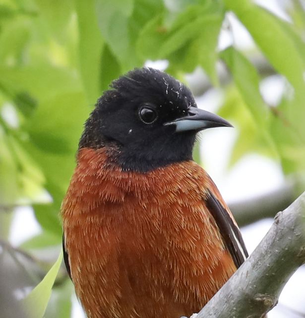 Orchard Oriole at Peveto Woods