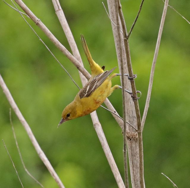 Orchard Oriole at Peveto Woods