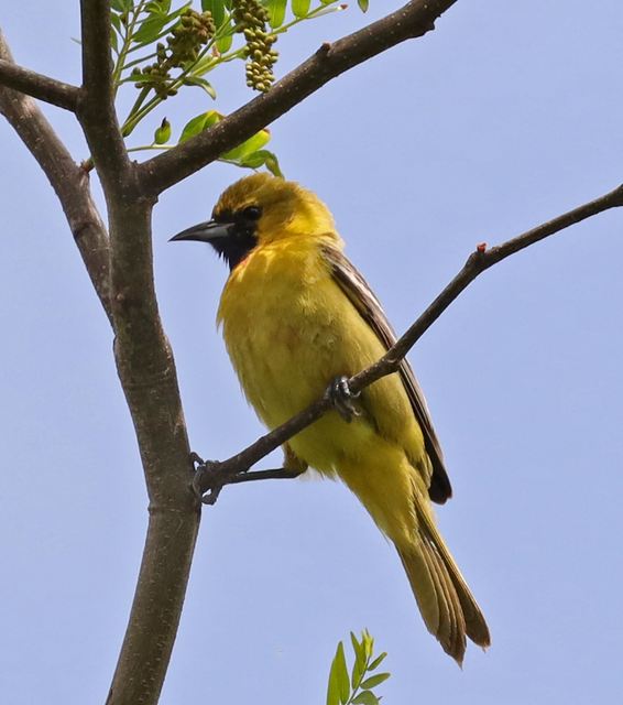 Orchard Oriole at Peveto Woods