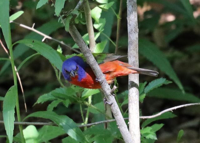 Painted Bunting at Peveto Woods