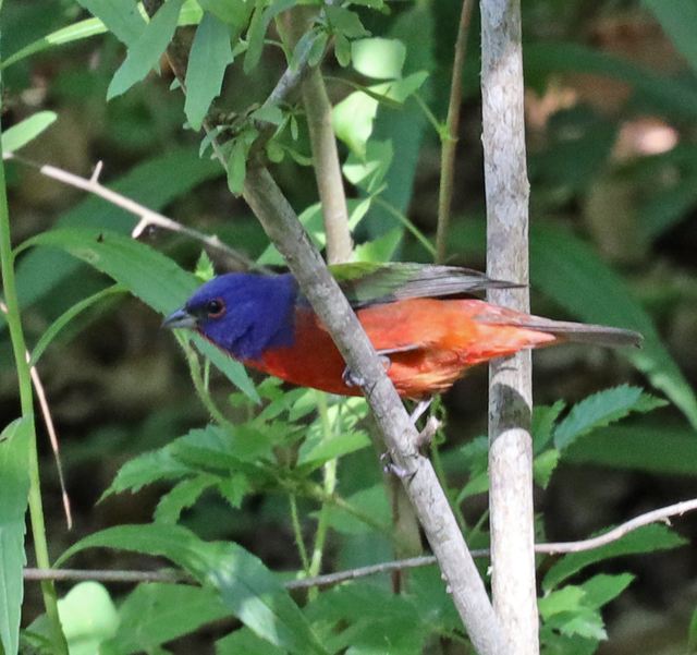 Painted Bunting at Peveto Woods