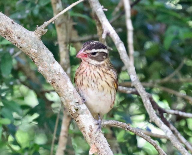 Rose-breasted Grosbeak at Peveto Woods