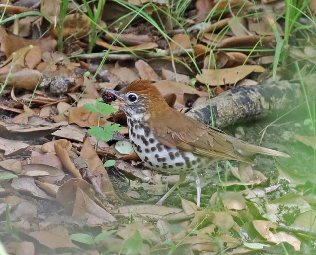 Wood Thrush at Peveto Woods