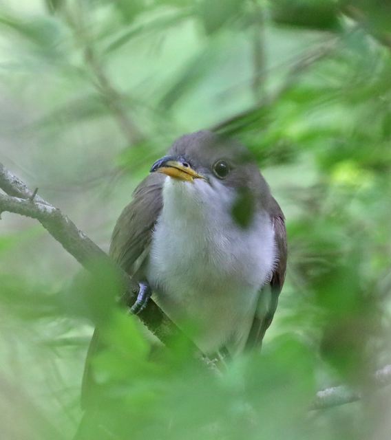 Yellow-billed Cuckoo at Peveto Woods