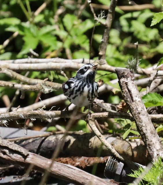 Black-and-white Warbler at Peveto Woods