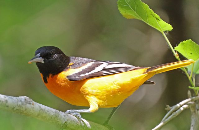 Baltimore Oriole at Peveto Woods