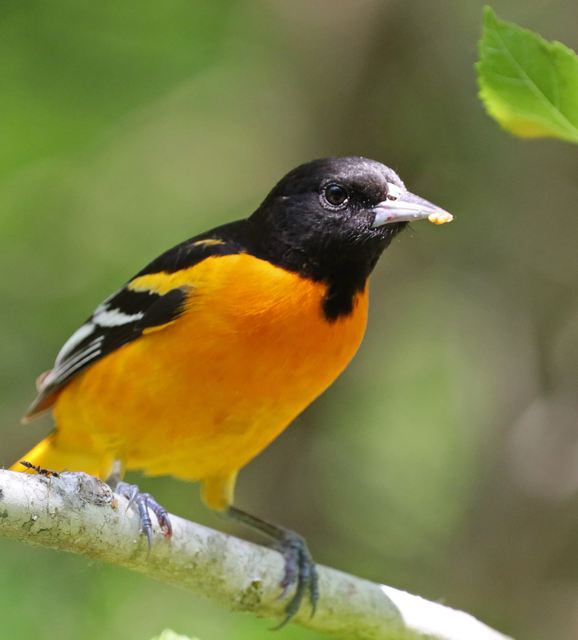 Baltimore Oriole at Peveto Woods