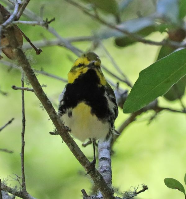 Black-throated Green Warbler at Peveto Woods