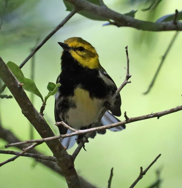 Black-throated Green Warbler at Peveto Woods