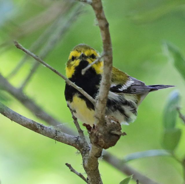 Black-throated Green Warbler at Peveto Woods