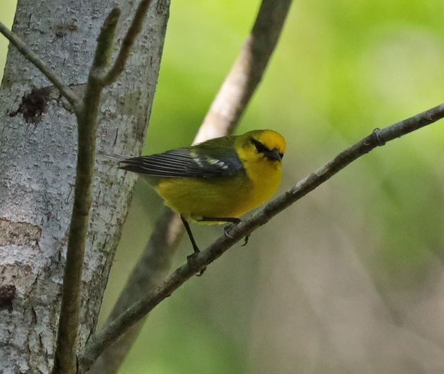 Blue-winged Warbler at Peveto Woods
