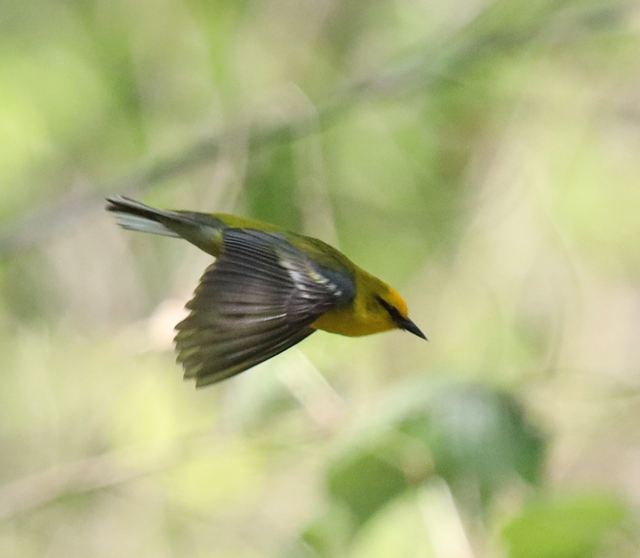 Blue-winged Warbler at Peveto Woods