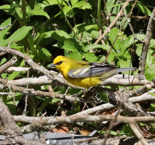 Blue-winged Warbler at Peveto Woods