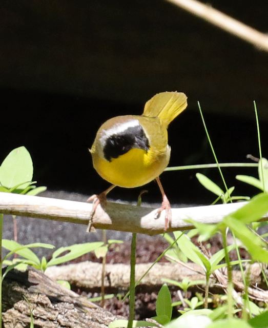 Common Yellowthroat at Peveto Woods