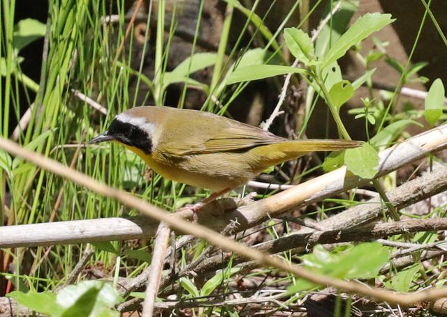 Common Yellowthroat at Peveto Woods