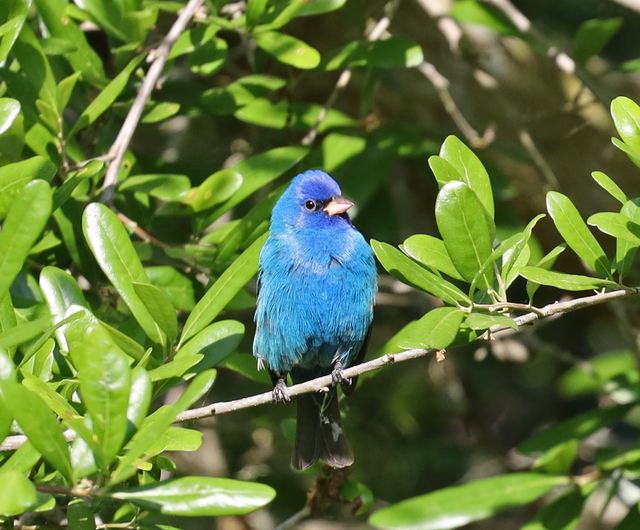 Indigo Bunting at Peveto Woods